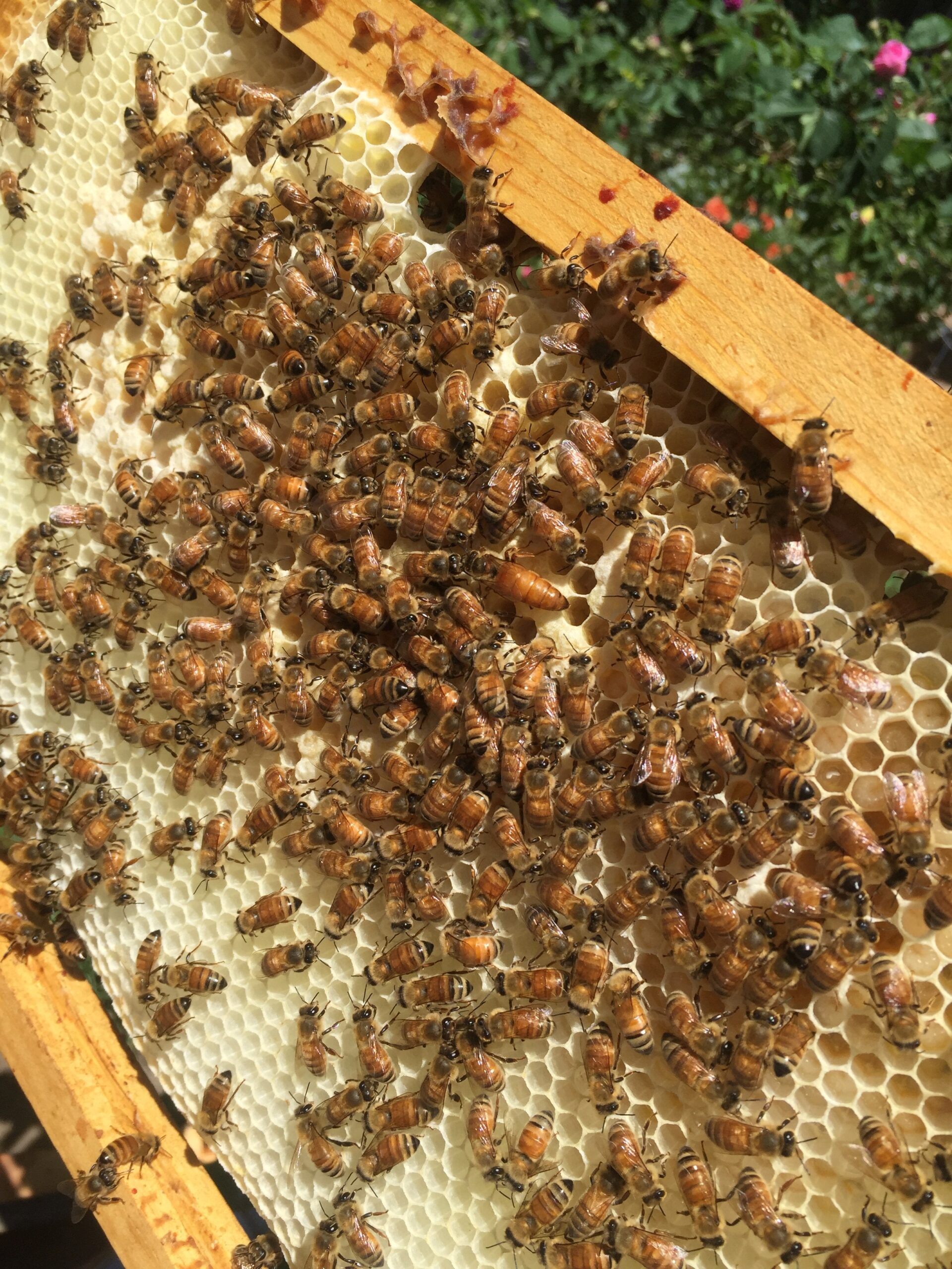 Be there for the Bees. Please!