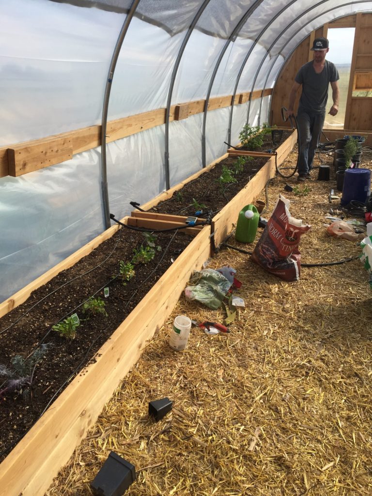 Energy and The Garden – 5 unconventional ways to boost your garden’s production