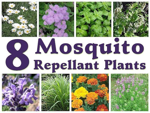 diy-mosquito-repellant-garden-bed-a-boom-life